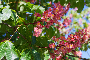 rotblühende Rosskastanie in voller Blüte