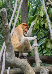 Long-nosed monkey.  It is a species of Primate in the monkey family. It is distributed exclusively on the island of Borneo.