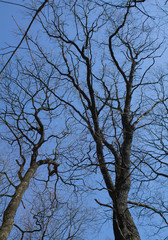 Leafless tree branches on the blue sky background. Natural spring background. Atmospheric spring photo with tree silhouettes.