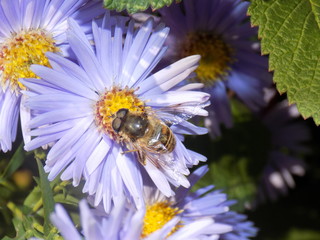 bee on a yellow flower