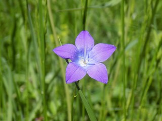 blue flower on green background