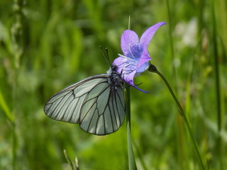 butterfly on a flower