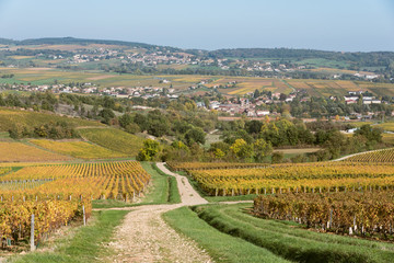Fototapeta na wymiar Paysage viticole. Des vignes en automne. Un chemin traversant les vignes en automne. Un vignoble durant l'automne.