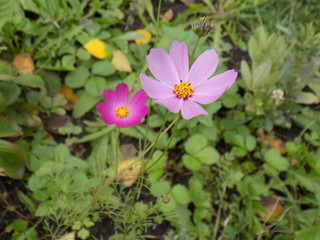 Fototapeta premium flower