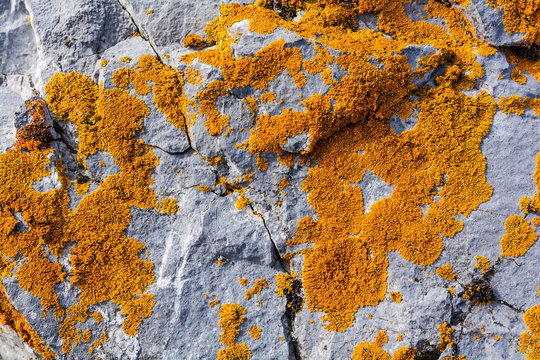 Elegant sunburst lichen (Xanthoria elegans, Rusavskia elegans) on the rock. Species used for lichenometry.