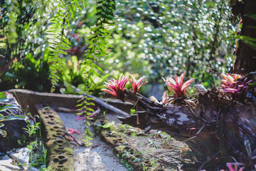 Neoregelia tropical plant in garden.