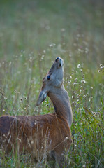 CIERVO EUROPEO Cervus elaphus