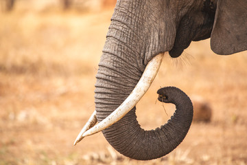 close up of an elefact trunk and tasks