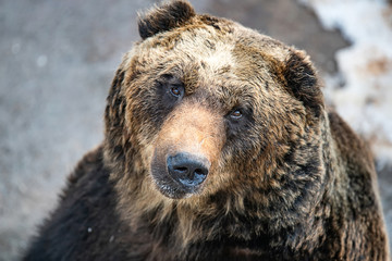 The portrait of a cute brown bear
