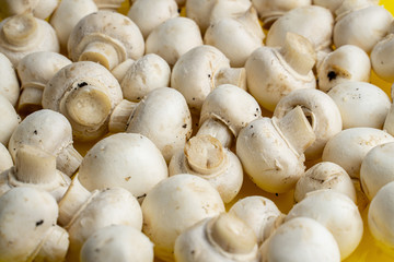 Tasty mushrooms on a wooden table. Mushrooms in the kitchen on a chopping board. Light background.
