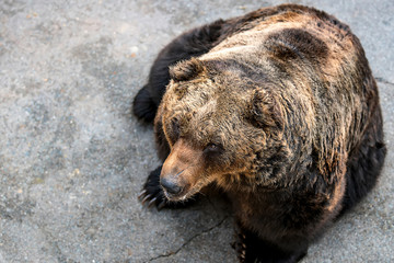 The portrait of a cute brown bear