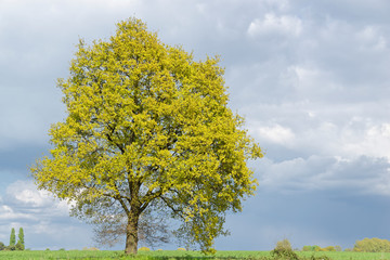Stieleiche im Herbstkleid