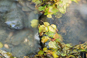 Details of a beech forest in autumn