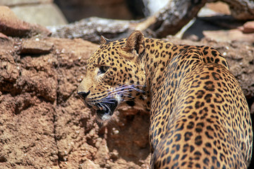 Grandes felinos, Leopardo © Antonio ciero