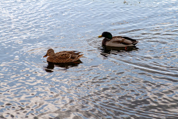 ducks on lake