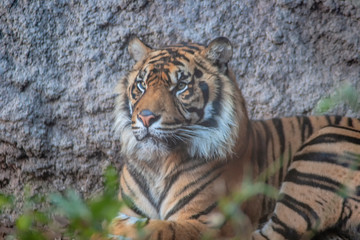 grandes felinos, Tigre de sumatra 