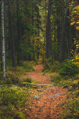 Autumn forest trail in Sweden