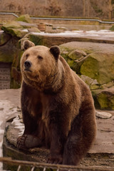 Fototapeta na wymiar brown bear in the zoo