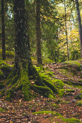 Mossy tree in the forest