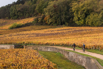 cyclistes dans les vignes automnales