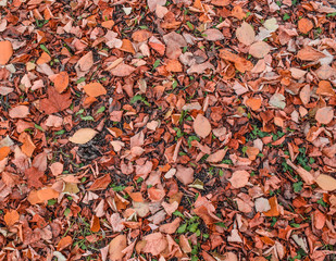 Background from red and orange leaves. Fallen leaves cover the ground in the park. Beautiful autumn landscape.
