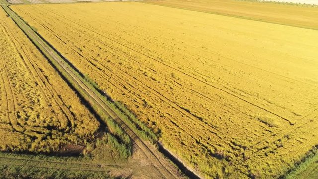 aerial view over the rice fields of the delta of the river Po