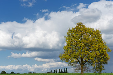Stieleiche im Herbstkleid