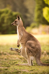 a kangaroo at Australian outback outdoor with a background of kangaroos. a beautiful nature wildlife portrait with a cute wild animal or mammal