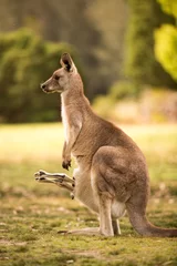 Muurstickers a kangaroo at Australian outback outdoor with a background of kangaroos. a beautiful nature wildlife portrait with a cute wild animal or mammal © sankin