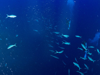 パラオ_ペリリュー_スキューバダイビング