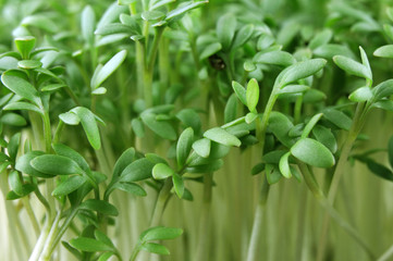 close-up of leaves of fresh green cress sprouts