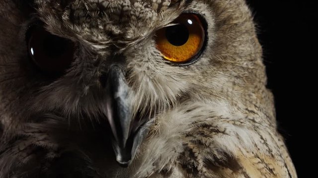 Grey owl with big eyes is looking at the camera with his beak open
