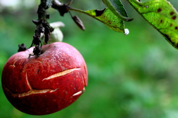 Apfel mit Rissen häng am Baum
