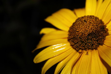 Gelbe Blume in der Nacht