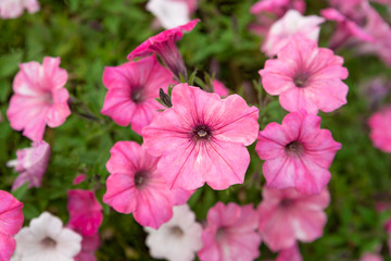 pink petunias flowers close up. Petunia ampelous