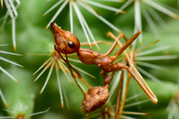 The orange ant are dead on the thorns of the cactus.