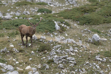 Awesome Red deer male in rutting season, Alps mountains