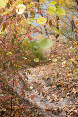 autumn leaves on tree