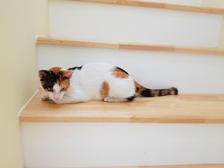 A tree-colored kitten sitting and looking down from a wooden staircase