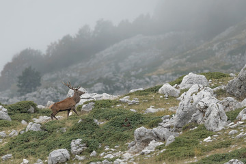 Deer in the misty mountains (Cervus elaphus)