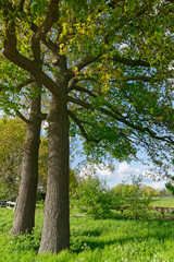 Stieleichen am Wiesenrand