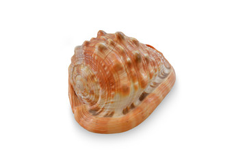 seashell