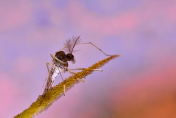 Mosquitoes stick on the branches