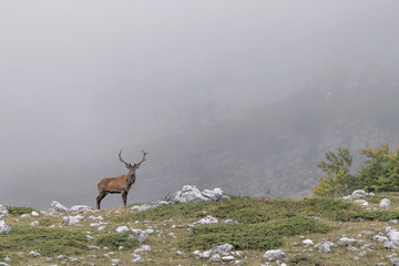 Deer in the misty mountains (Cervus elaphus)