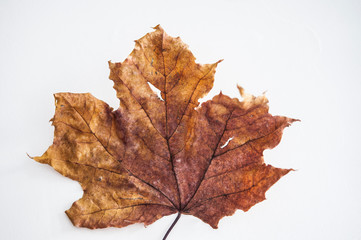 autumn maple leaf on white background