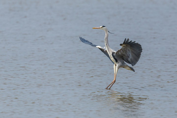 gray heron (ardea cinerea) landing on water surface