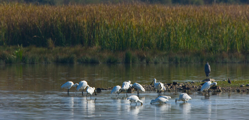 ESPATULA Platalea leucorodia, HUMEDALES