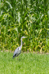 Fototapeta premium gray heron bird (ardea cinerea) in front of green cornfield