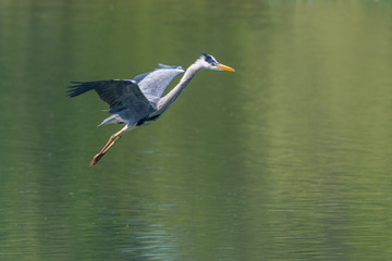 isolated gray heron (ardea cinerea) flying over green water