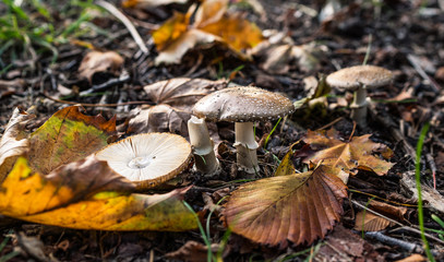 Mushrooms in the autumn in a German forest. Leaves on ground in sunlight. Natural background